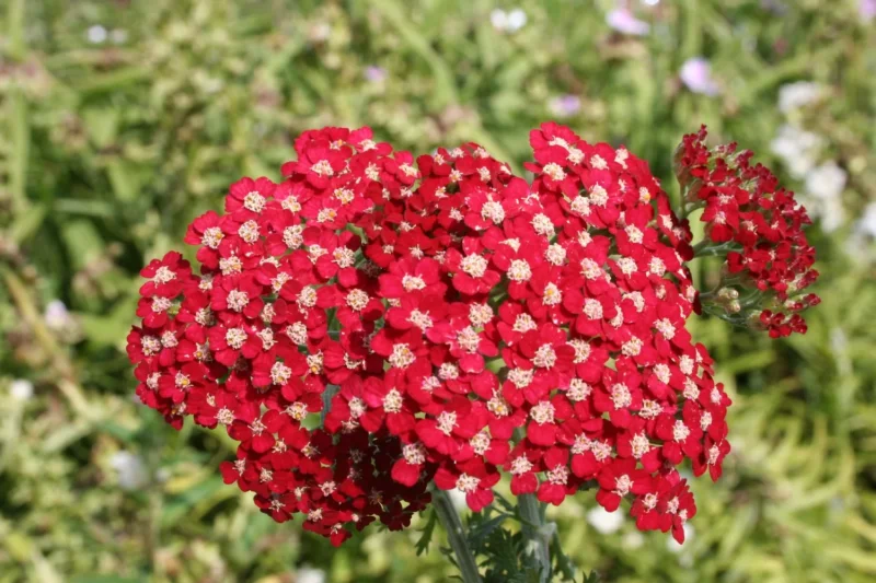 Achillea millefolium 'Paprika' Schafgarbe