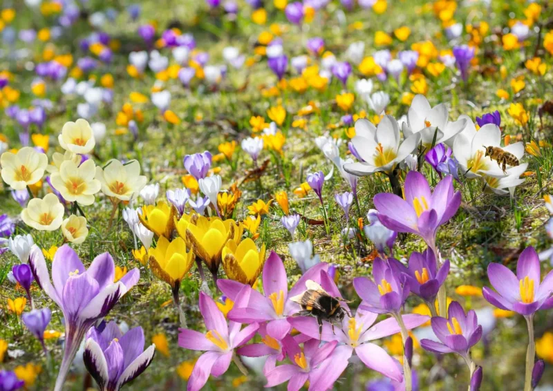 Crocus Mix 'Bienenweide' Nektarreiche Krokus-Mischung