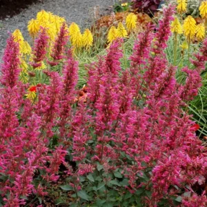 Agastache 'Morello' Duftnessel