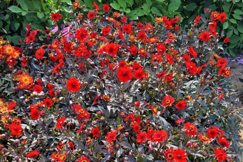 Dahlia 'Pulp Fiction' Niedrige Dahlie