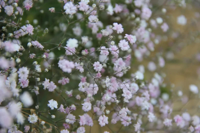 Gypsophila repens 'Rosenschleier' Kriechendes Schleierkraut