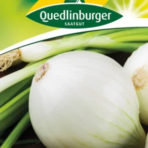 Winter Zwiebeln Blanca de la Saatgut
