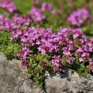 Thymus serpyllum 'Magic Carpet' Sand-Thymian