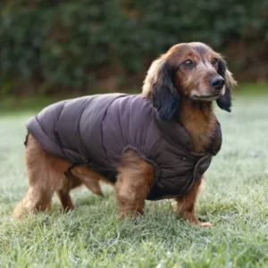 Beeztees Hundemantel Wisti für Dackel – Warm & wasserfest mit Plüschfutter